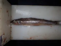 Atlantic Argentine thumbnail 1