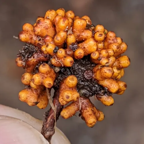 Alder Root Gall Bacteria