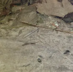 Speckled Dace thumbnail 2