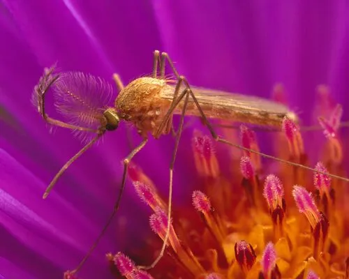 Southern House Mosquito
