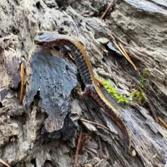 Larch Mountain Salamander thumbnail 4