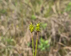 meager sedge thumbnail 1