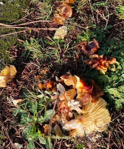 Coppery Waxcap