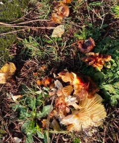 Coppery Waxcap thumbnail 1