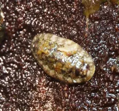 Gould's baby chiton thumbnail 4