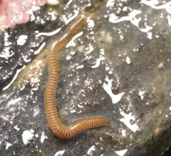Eumida longicornuta thumbnail 4