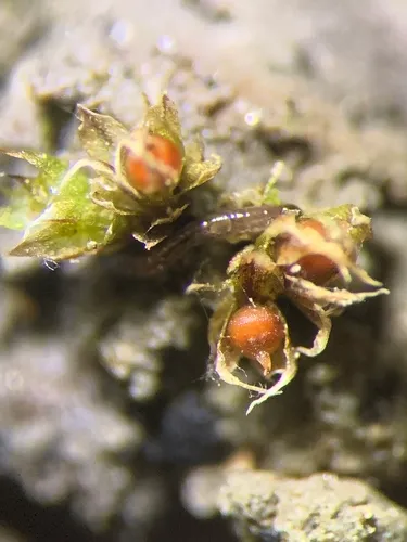 Physcomitrium serratum