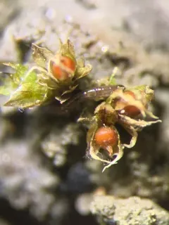 Physcomitrium serratum thumbnail 1