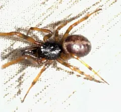 Rabbit Hutch Spider thumbnail 2