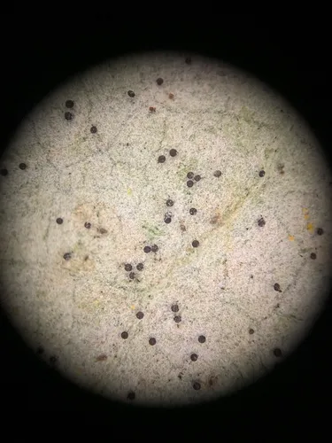 Phyllactinia syringae