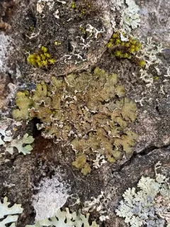Powder-rimmed Camouflage Lichen thumbnail 2