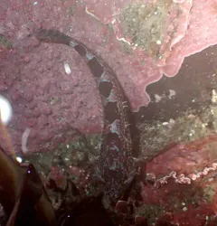 Saddleback Sculpin thumbnail 4
