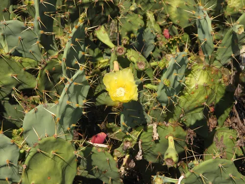 shell mound pricklypear