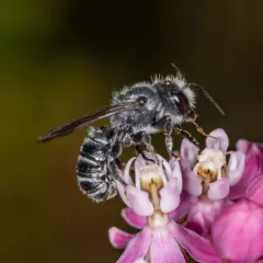 Bellflower Resin Bee thumbnail 2