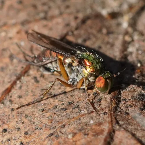 Dolichopus crenatus