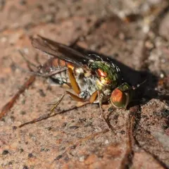Dolichopus crenatus thumbnail 1