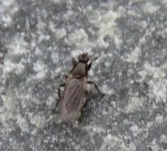 Black Kelp Fly thumbnail 2