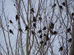 Black Rosy-Finch thumbnail 3