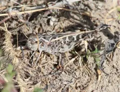 Wrinkled Grasshopper thumbnail 2