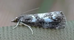 Catoptria maculalis thumbnail 4
