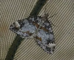Dysstroma suspectata thumbnail 3