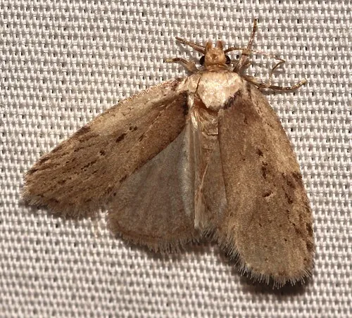 Black-dotted Birch Leaftier Moth