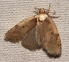 Black-dotted Birch Leaftier Moth thumbnail 1