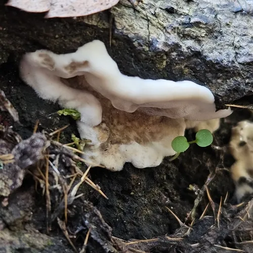Smoky polypore