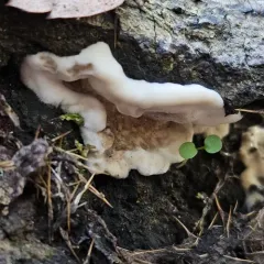 Smoky polypore thumbnail 1