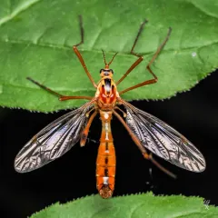 Ctenophora nubecula thumbnail 3