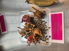 Roselle thumbnail 2