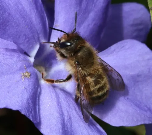 Taurus Mason Bee
