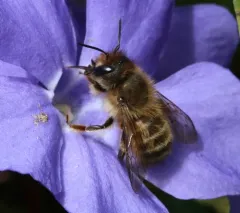 Taurus Mason Bee thumbnail 1