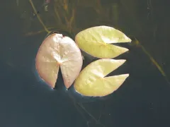 Dwarf Water-lily thumbnail 4