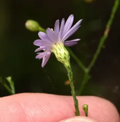 sky blue aster thumbnail 3