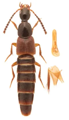 Philonthus aequalis thumbnail 2