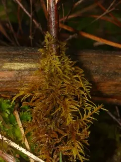 Helodium paludosum thumbnail 2