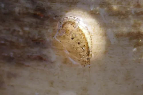 Gammarus mucronatus