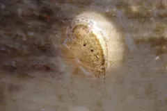 Gammarus mucronatus thumbnail 1