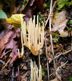 Upright Coral Fungus thumbnail 3