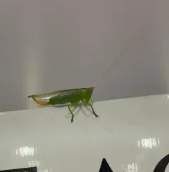 Long-spurred Meadow Katydid thumbnail 3