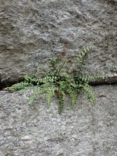 Bradley's spleenwort