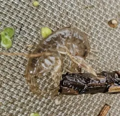 Eogammarus confervicolus thumbnail 2