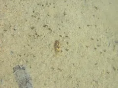 Planktonic Amphipod thumbnail 3