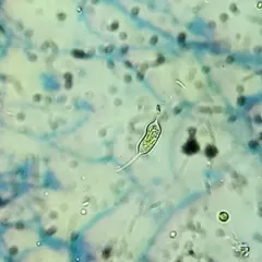 Centritractus belonophorus thumbnail 2