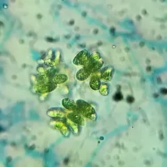 Dimorphococcus lunatus thumbnail 2