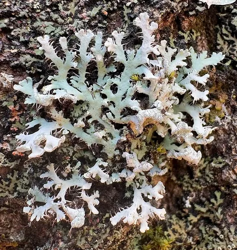 Branching Fringe Lichen