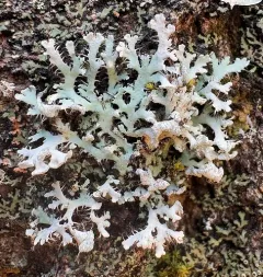 Branching Fringe Lichen thumbnail 1