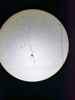 Spiny Waterflea thumbnail 2