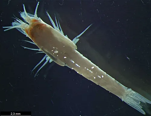 Amblyops abbreviata